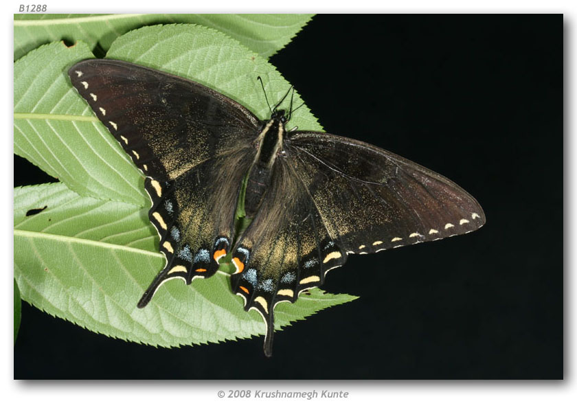 Papilio appalachiensis female (aberrant, live, Spruce Knob National Rec Area, Pendleton Co., WV 6-8-2006) (Internet Image property of respective owner, non-commercial use only)